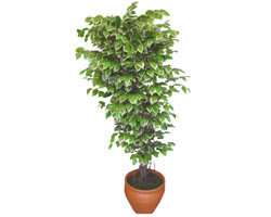 Ficus zel Starlight 1,75 cm   Sivas internetten iek siparii 