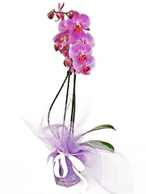  Sivas cicekciler , cicek siparisi  Kaliteli ithal saksida orkide