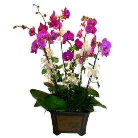  Sivas internetten iek siparii  4 adet orkide iegi
