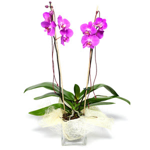  Sivas iek yolla  Cam yada mika vazo ierisinde  1 kk orkide