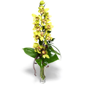  Sivas yurtii ve yurtd iek siparii  cam vazo ierisinde tek dal canli orkide