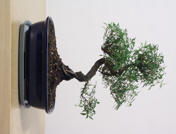 ithal bonsai saksi iegi  Sivas internetten iek sat 