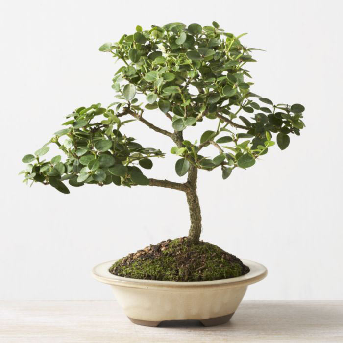 ithal bonsai saksi iegi  Sivas 14 ubat sevgililer gn iek 