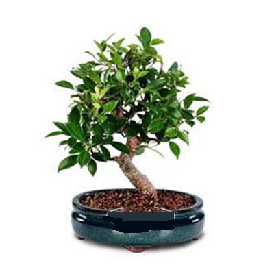 ithal bonsai saksi iegi  Sivas ucuz iek gnder 