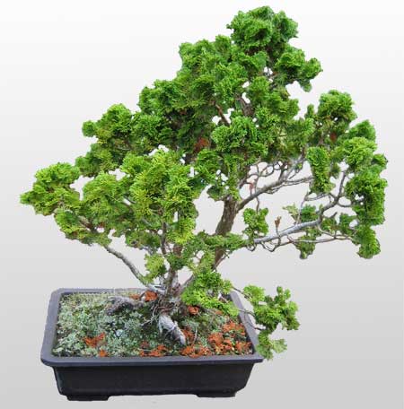 ithal bonsai saksi iegi  Sivas yurtii ve yurtd iek siparii 