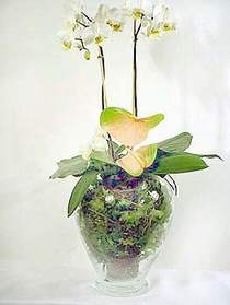 Sivas iek yolla  Cam yada mika vazoda zel orkideler