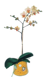  Sivas iekiler  Phalaenopsis Orkide ithal kalite