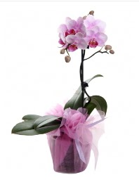 1 dal pembe orkide saksı çiçeği  Sivas çiçek online çiçek siparişi 