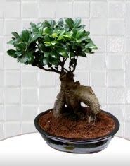 saks iei japon aac bonsai  Sivas iek online iek siparii 