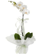 1 dal beyaz orkide iei  Sivas internetten iek sat 