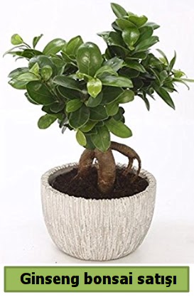 Ginseng bonsai japon aac sat  Sivas iek gnderme sitemiz gvenlidir 