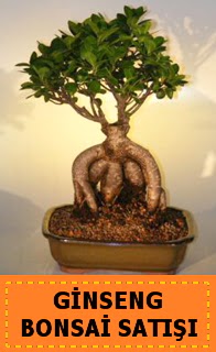 Ginseng bonsai sat japon aac  Sivas internetten iek siparii 