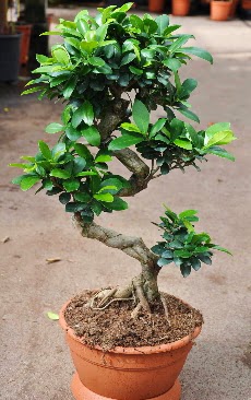Orta boy bonsai saks bitkisi  Sivas iek siparii sitesi 