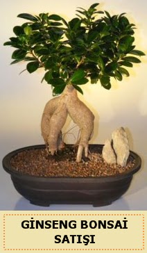 thal Ginseng bonsai sat japon aac  Sivas ucuz iek gnder 