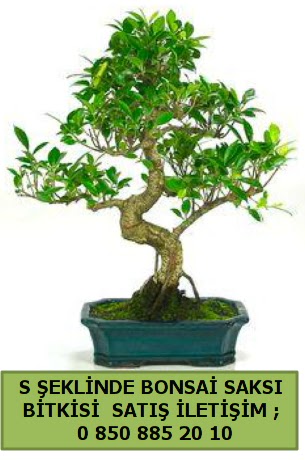 thal S eklinde dal erilii bonsai sat  Sivas nternetten iek siparii 