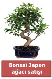 Japon aac bonsai sat  Sivas ucuz iek gnder 