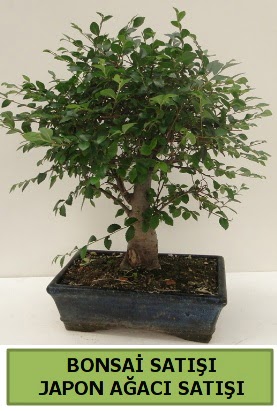 Minyatr bonsai japon aac sat  Sivas online ieki , iek siparii 