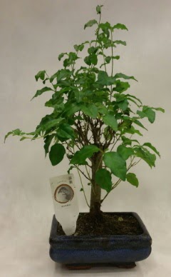 Minyatr bonsai japon aac sat  Sivas iek gnderme sitemiz gvenlidir 