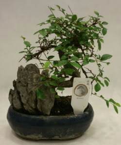 thal 1.ci kalite bonsai japon aac  Sivas iek yolla 