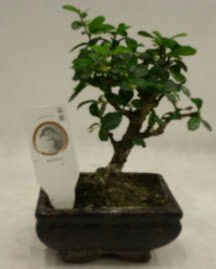 Kk minyatr bonsai japon aac  Sivas nternetten iek siparii 