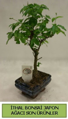 thal bonsai japon aac bitkisi  Sivas uluslararas iek gnderme 