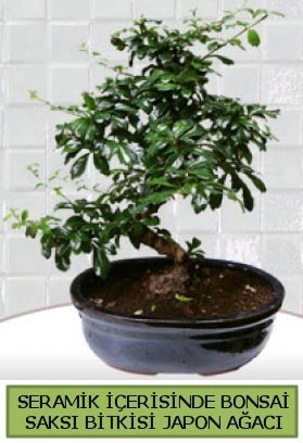 Seramik vazoda bonsai japon aac bitkisi  Sivas ucuz iek gnder 