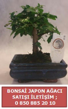Japon aac minyar bonsai sat  Sivas iek yolla 