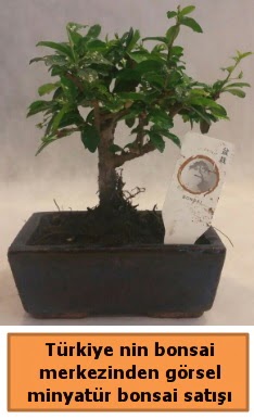 Japon aac bonsai sat ithal grsel  Sivas iek yolla , iek gnder , ieki  