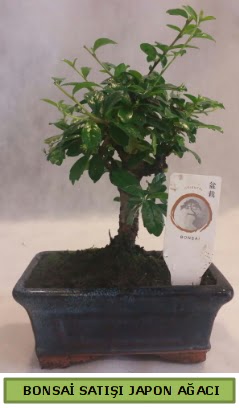 Minyatr bonsai aac sat  Sivas nternetten iek siparii 