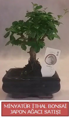 Kk grsel bonsai japon aac bitkisi  Sivas iek gnderme 