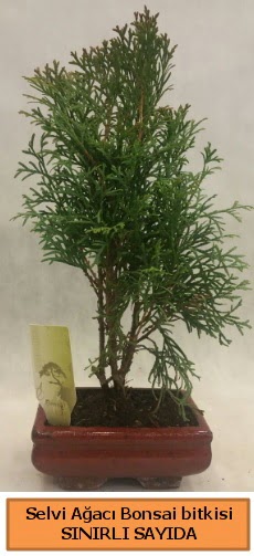 Selvi aac bonsai japon aac bitkisi  Sivas iek yolla 