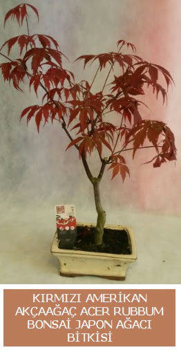 Amerikan akaaa Acer Rubrum bonsai  Sivas online iek gnderme sipari 