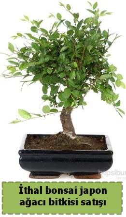 thal bonsai saks iei Japon aac sat  Sivas yurtii ve yurtd iek siparii 