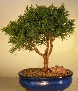 Servi am bonsai japon aac bitkisi  Sivas iek yolla , iek gnder , ieki  