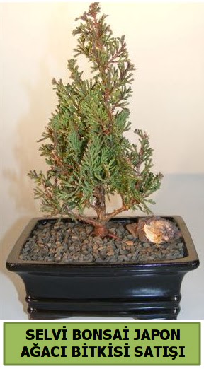 Selvi am japon aac bitkisi bonsai  Sivas iek gnderme sitemiz gvenlidir 