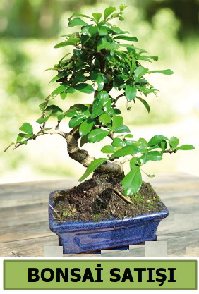 am bonsai japon aac sat  Sivas iek yolla 