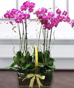 7 dall mor lila orkide  Sivas online ieki , iek siparii 