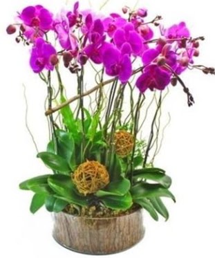 Ahap ktkte lila mor orkide 8 li  Sivas hediye iek yolla 