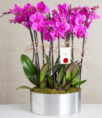 11 dall mor orkide metal vazoda  Sivas online ieki , iek siparii 