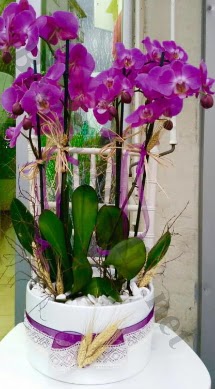 Seramik vazoda 4 dall mor lila orkide  Sivas iekiler 