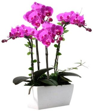 Seramik vazo ierisinde 4 dall mor orkide  Sivas iek yolla 