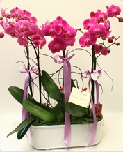 Beyaz seramik ierisinde 4 dall orkide  Sivas ieki telefonlar 