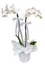 2 dall beyaz orkide  Sivas iek servisi , ieki adresleri 
