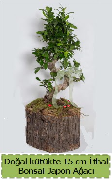 Doal ktkte thal bonsai japon aac  Sivas nternetten iek siparii 