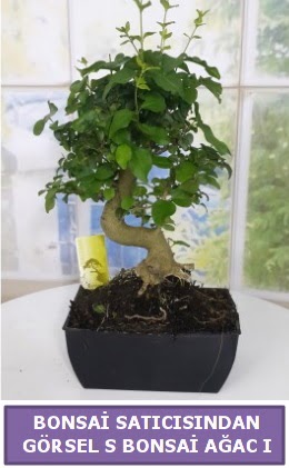 S dal erilii bonsai japon aac  Sivas iek yolla 