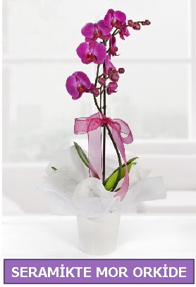 Seramik içerisinde birinci kalite tek dallı mor orkide  Sivas yurtiçi ve yurtdışı çiçek siparişi 