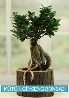 Ktk aa ierisinde ginseng bonsai  Sivas online ieki , iek siparii 