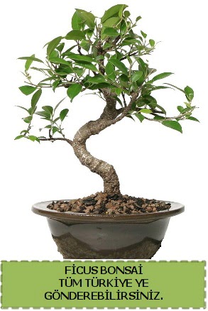 Ficus bonsai  Sivas online ieki , iek siparii 
