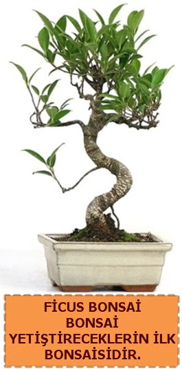 Ficus bonsai 15 ile 25 cm arasndadr  Sivas iek yolla , iek gnder , ieki  
