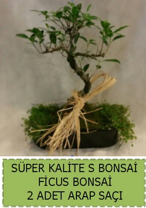 Ficus S Bonsai ve arap saçı  Sivas çiçek gönderme sitemiz güvenlidir 